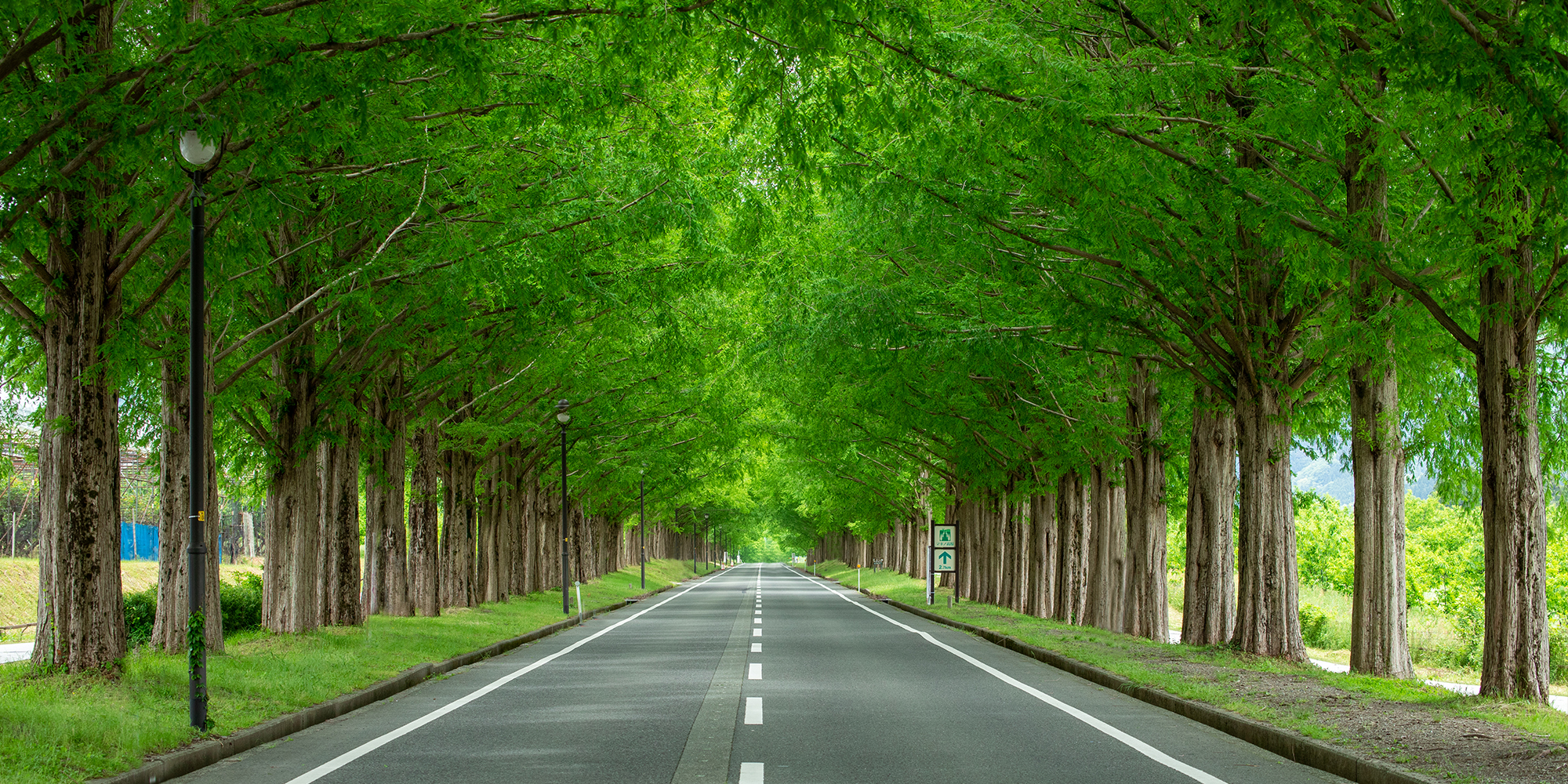 マキノ メタセコイヤ並木